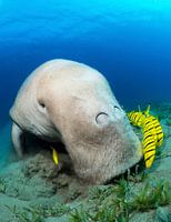 grazing manatee