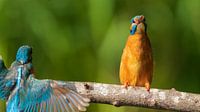 IJsvogelbegroeting