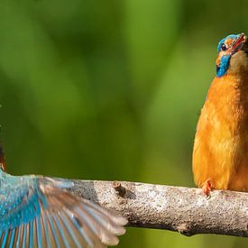 Kingfisher greeting by Petra Borsch
