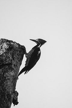 Stil in het Woud Zwarte Specht in Monochroom van Femke Ketelaar