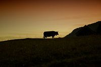 Cow in the evening light