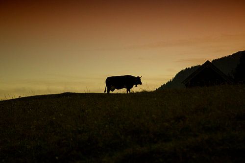 Kuh im Abendlicht