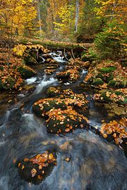 Le cours d'un ruisseau en automne