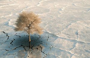 Baum im Sonnenuntergang