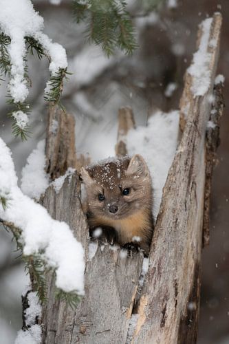 Baummarder ( Martes americana ) schaut im Winter aus einem hohlen Baum hervor, Montana, USA.