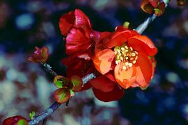 rode kweepeer van christine b-b müller