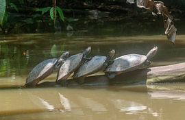 Terekayschildpad von Maarten Verhees