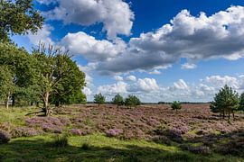 Summer in the Deeler forest by FotoCreatives
