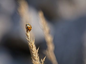 Onzelievevevebeestje von Rob Boon