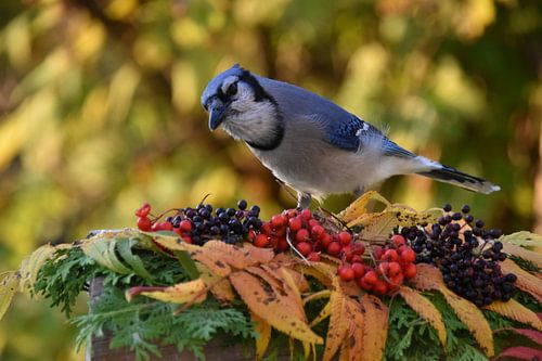 Een blauwe gaai bij de tuinvoeder
