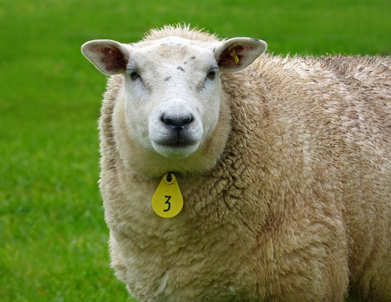 Schaap No. 3 van Caroline Lichthart