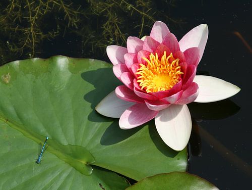 Waterlelie met blad