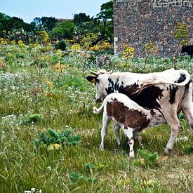 Bedingslose Mutterliebe auf der Insel Sizilien  von Silva Wischeropp