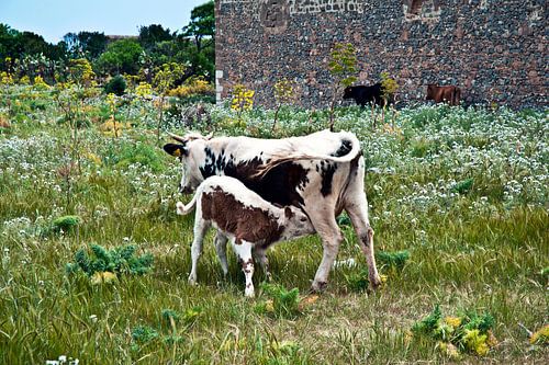 L'amour inconditionnel d'une mère en Sicile  sur Silva Wischeropp