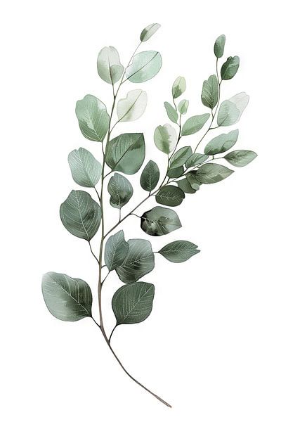 Eucalyptus by Poster Art Shop