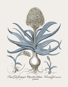 Basilius Besler - calmar péruvien, orchidée sauvage à points roses, et