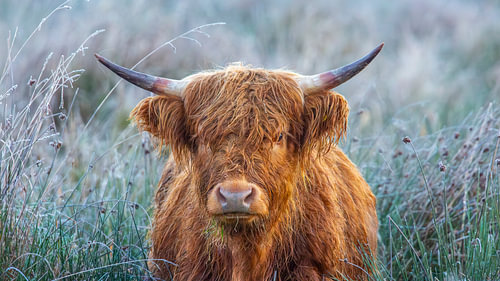 Highlander in gefrosteter Landschaft