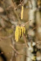 Bloeiende hazelnoot in februari. Niets voor mensen met een allergie