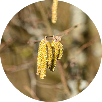 Bloeiende hazelnoot in februari. Niets voor mensen met een allergie van Harald Schottner