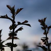Lace & Leaves profielfoto