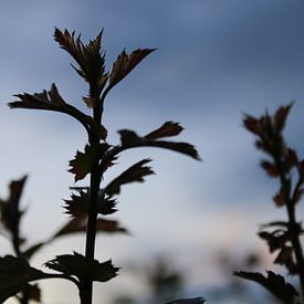 Lace & Leaves photo de profil