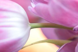 Tulpenimpression von Augenblicke im Bild