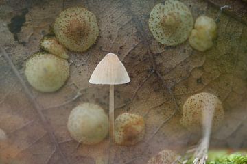 Transformatie met paddenstoelen en bos van A. Bles