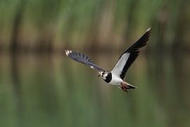 Kievit sur Jan van Vreede