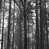 Een dennenbos in zwart-wit van Gerard de Zwaan