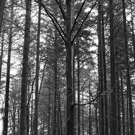 A pine forest in black and white by Gerard de Zwaan