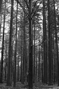 Een dennenbos in zwart-wit