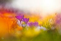 Krokusse