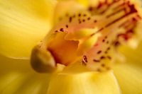 Orchidee Marco