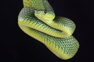 Vipère arboricole de Nitsche (Atheris nitschei)