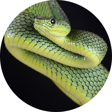 Nitsche's Boomadder (Atheris nitschei)