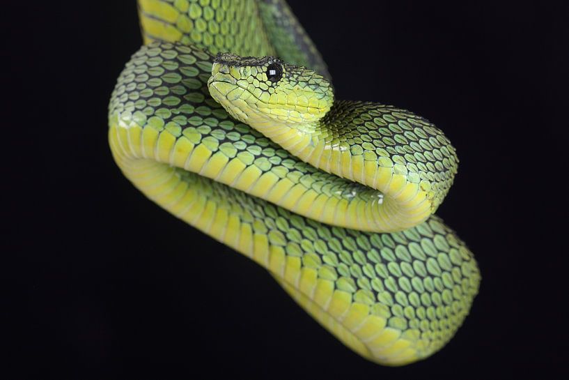 Great Lakes Bush Viper (Atheris nitschei) by Ronald Pol