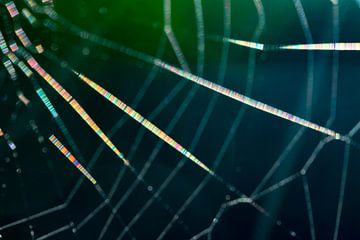Spinnenweb in een kleurenspektakel 2 van Anne Ponsen