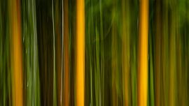 Movement in the Forest – Abstract Lines of Nature by Anne-Marie Boere