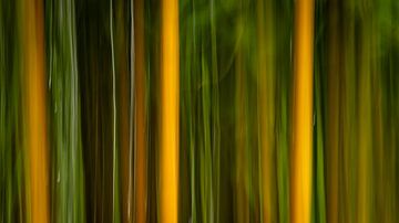 Movement in the Forest – Abstract Lines of Nature by Anne-Marie Boere