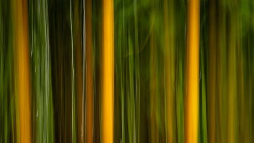 Movement in the Forest – Abstract Lines of Nature by Anne-Marie Boere