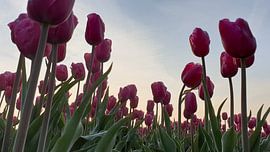 Rosa Tulpen im Gegenlicht... von Ton van Waard - Pro-Moois