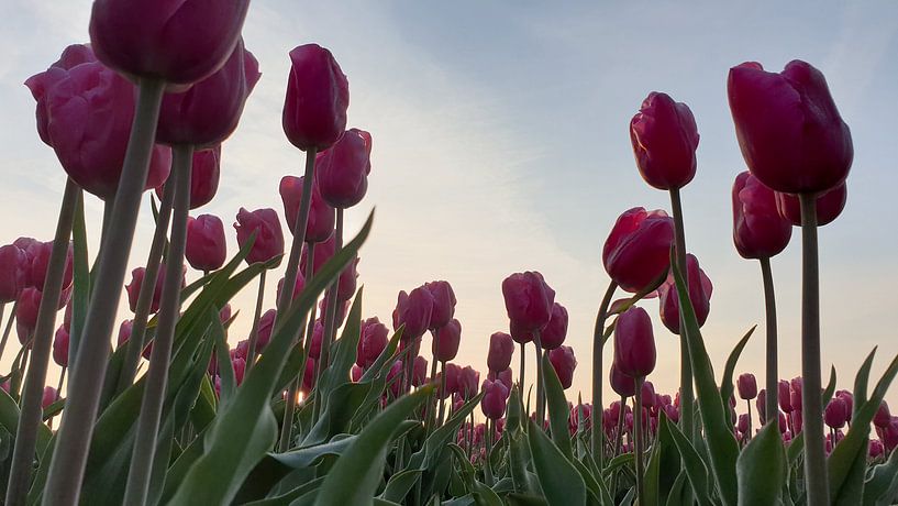 Pink tulips in backlight... by Ton van Waard - Pro-Moois