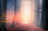 The mist is on fire
