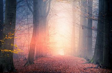 The mist is on fire van Wim van D