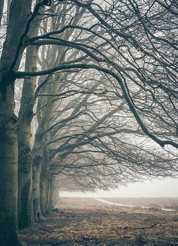 Planken Wambuis part 39