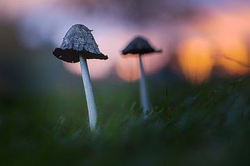 Champignon d'encre écaillé dans le Waasland sur Alain Gysels