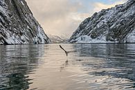 Weißkopfseeadler, Lofoten Trollfjord Norwegen von Caroline Guerain Miniaturansicht