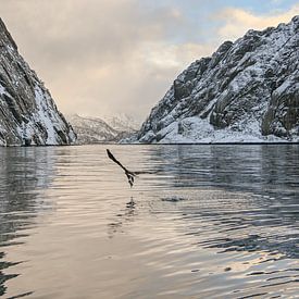 Bald eagle, Lofoten Trollfjord Norway by Caroline Guerain