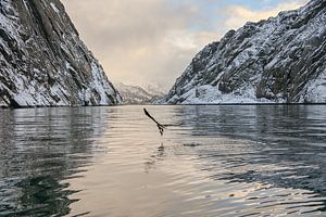 Zeearend, Lofoten Trollfjord Noorwegen