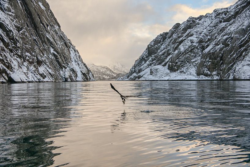 Weißkopfseeadler, Lofoten Trollfjord Norwegen von Caroline Guerain
